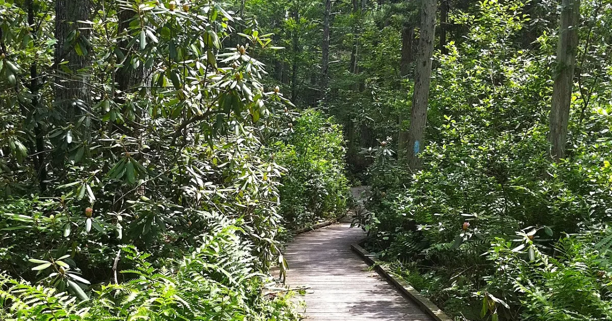 Pachaug State Forest Rhododendron Sanctuary Trail