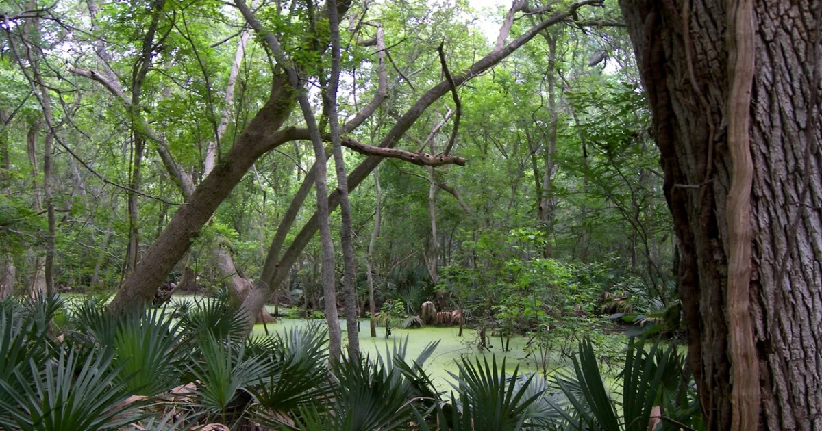 Palmetto State Park Ottine Swamp