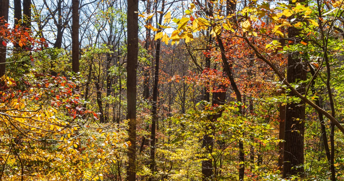 Patapsco Valley State Park MTB — Ellicott City, Maryland