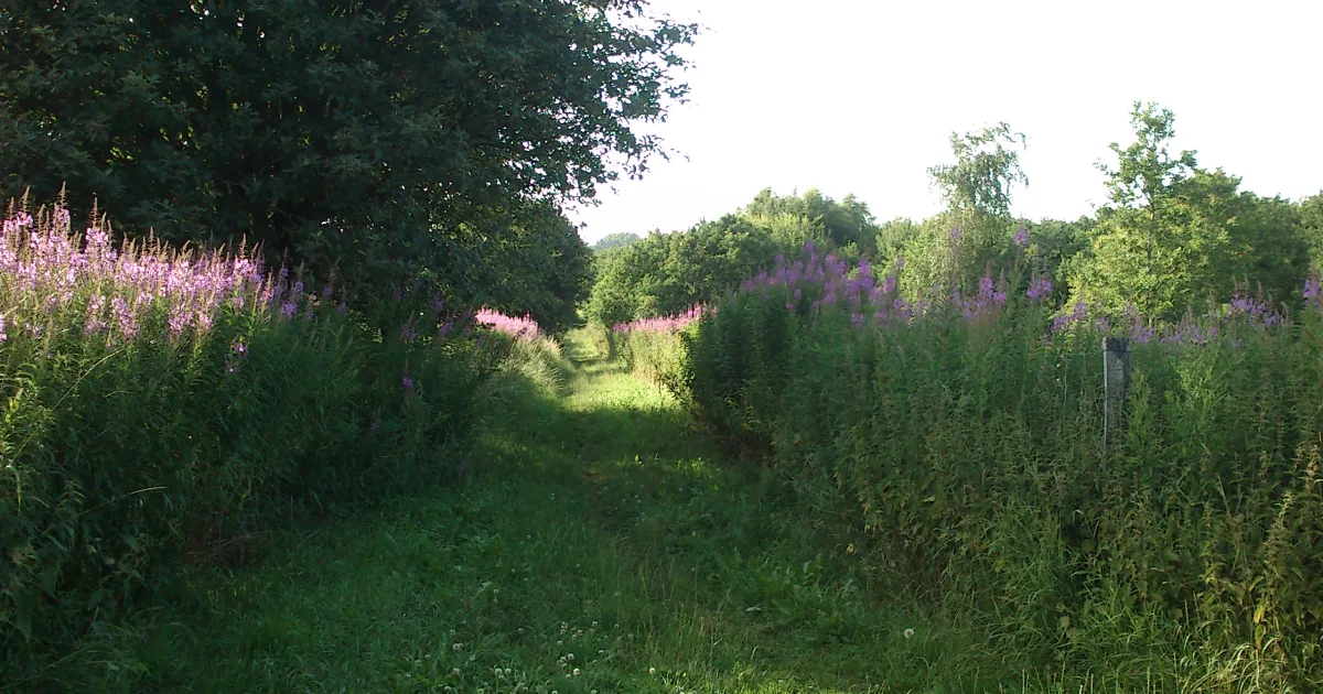Woodlands Nature Trail at Perry Lake