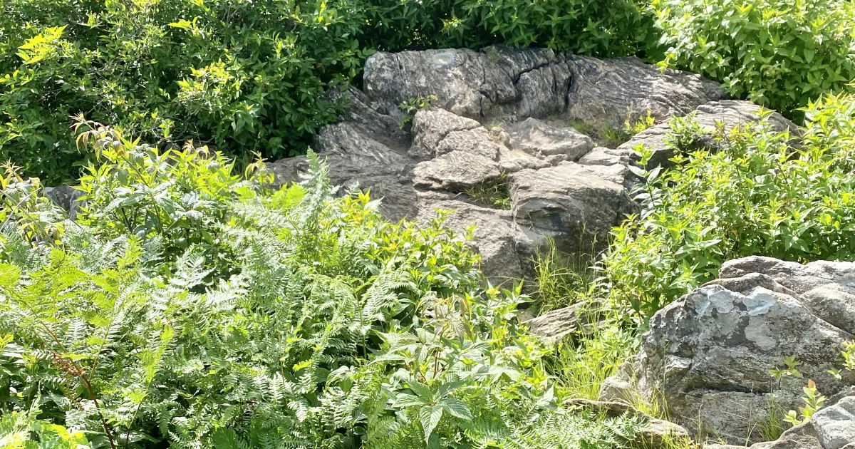 Pisgah Trail System – Thrift Cove — Pisgah NF, NC