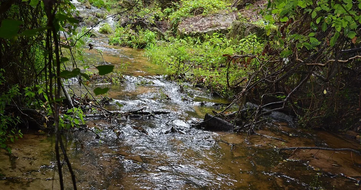Poinsett State Park Trail — Poinsett State Park, SC