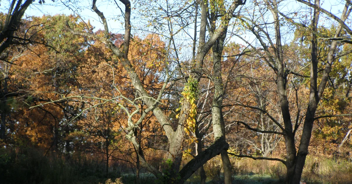 Pokagon State Park Lake James Trail — Angola, Indiana