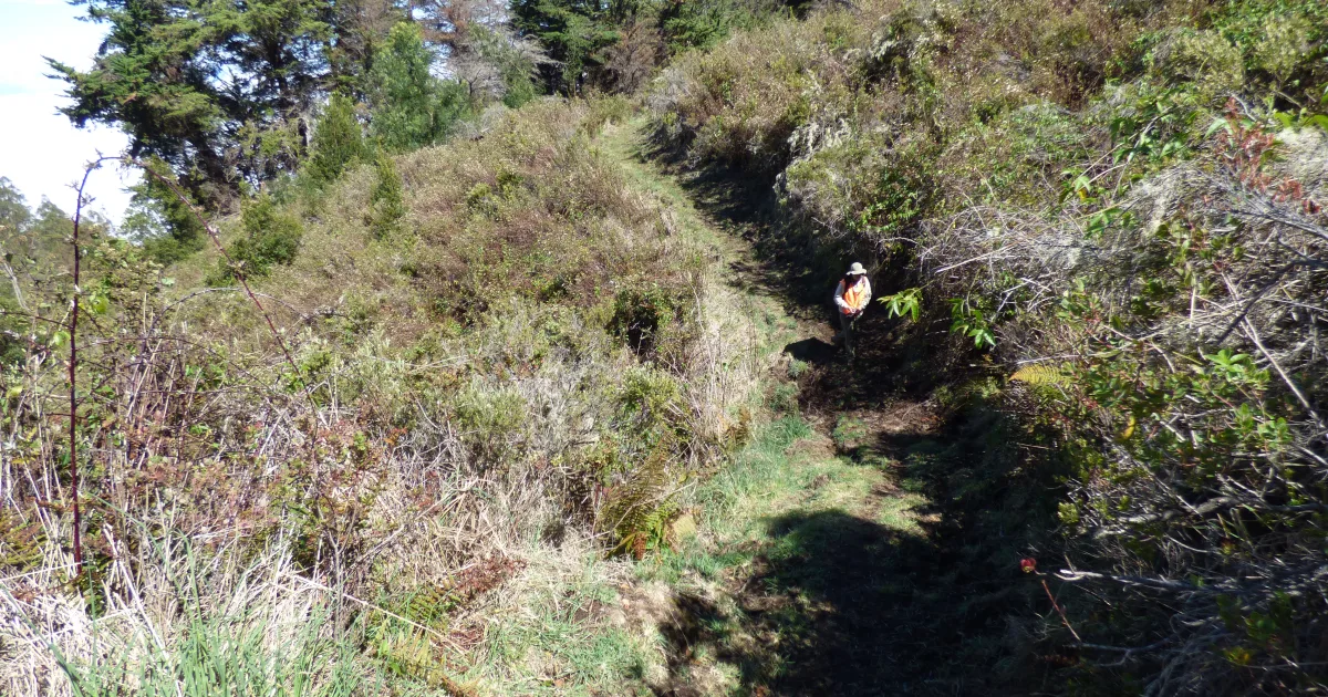 Polipoli Spring Trail Maui