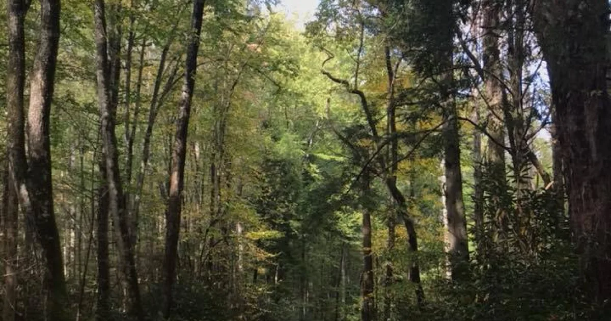 Porters Creek Trail — Great Smoky Mountains NP, TN