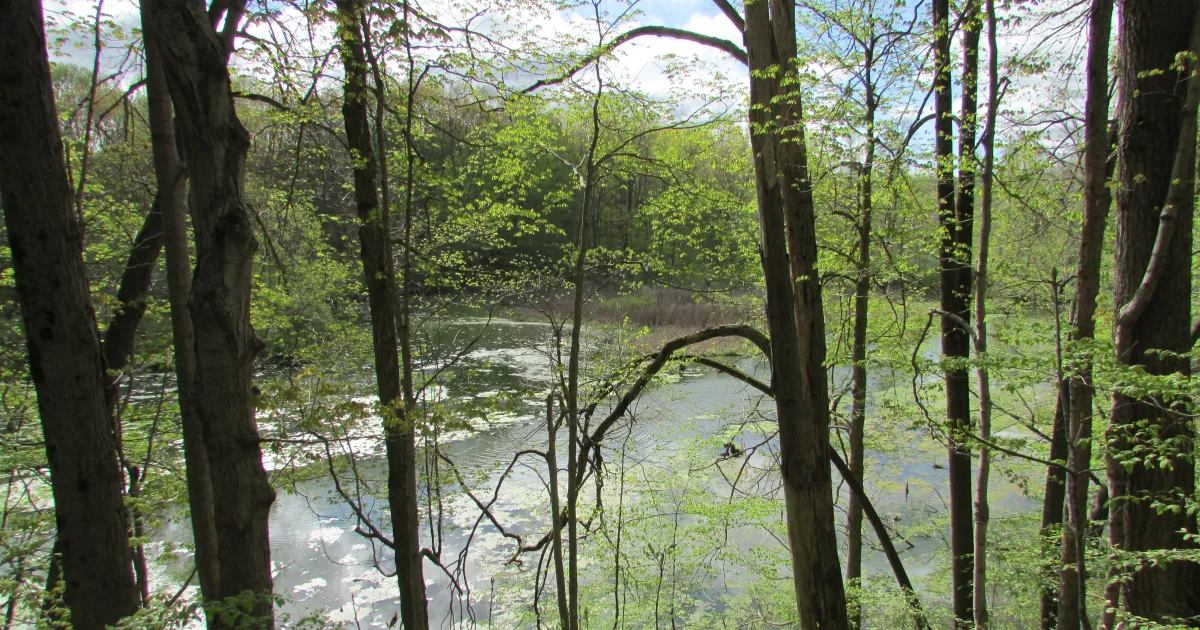 Potato Creek State Park Trail