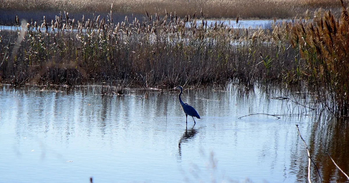 Prime Hook National Wildlife Refuge Trail