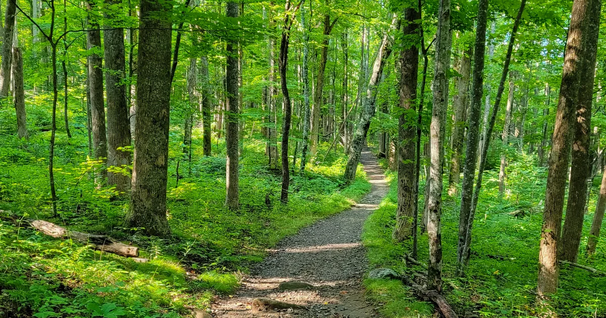 Rainbow Falls Trail — Jones Gap State Park, SC