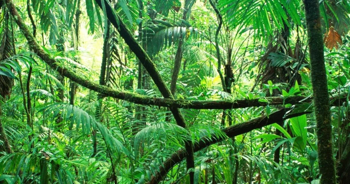 Rainforest Trail Tongass