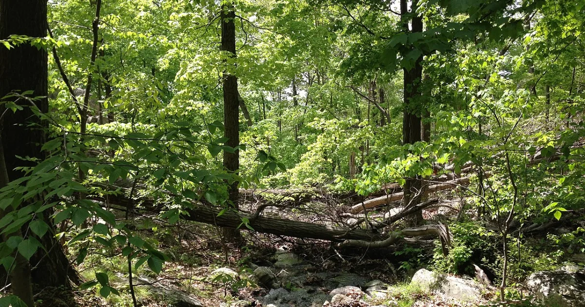 Ramapo Mountain State Forest Trail