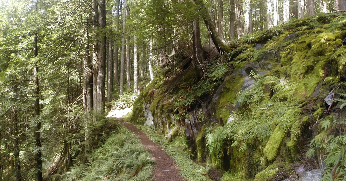 Ramona Falls: A Lacy Basalt Column Masterpiece on Mount Hood