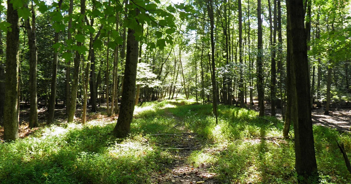 Rancocas State Park Trail
