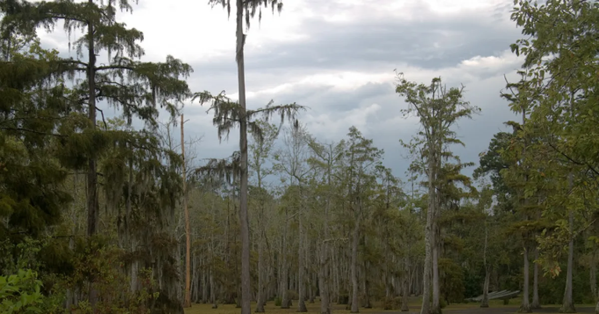 Sam Houston Jones State Park Trail
