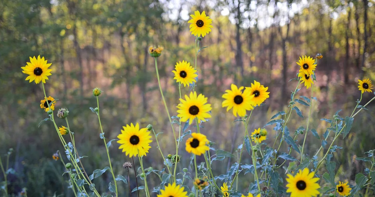 Sand Hills State Park Trail