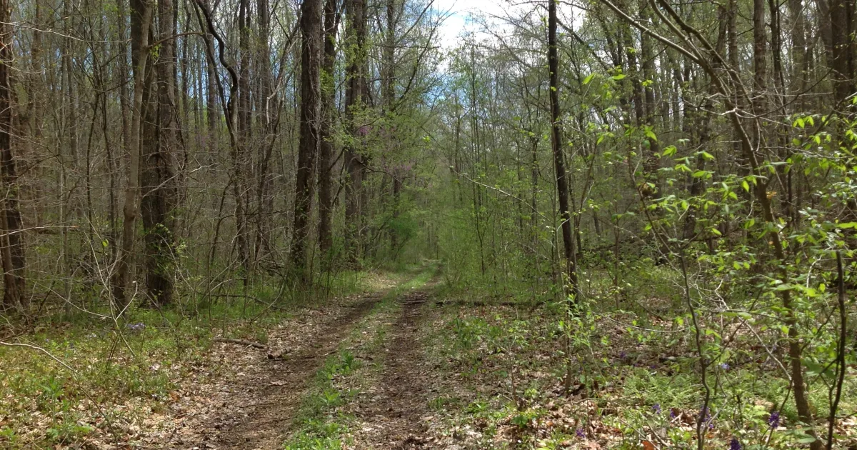 Shawnee National Forest: LaRue Pine Hills — Illinois