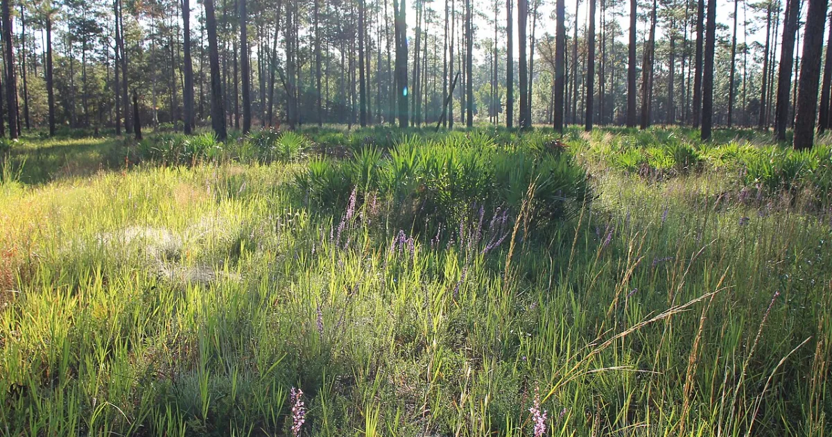 Flatwoods Trail
