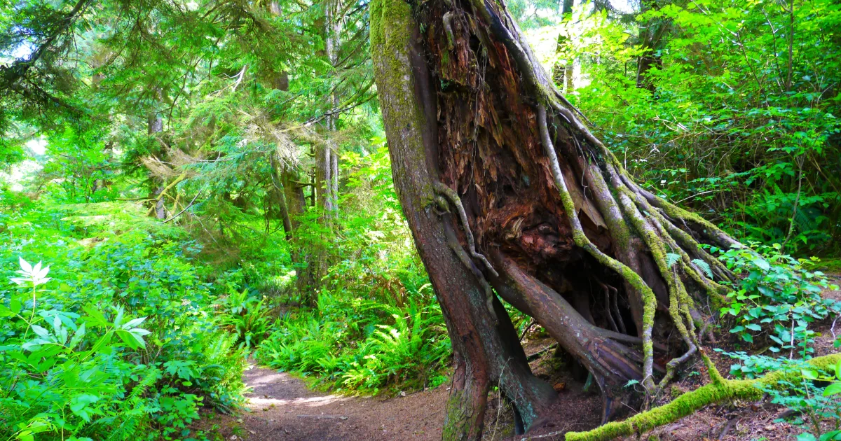 Beach Access Trail