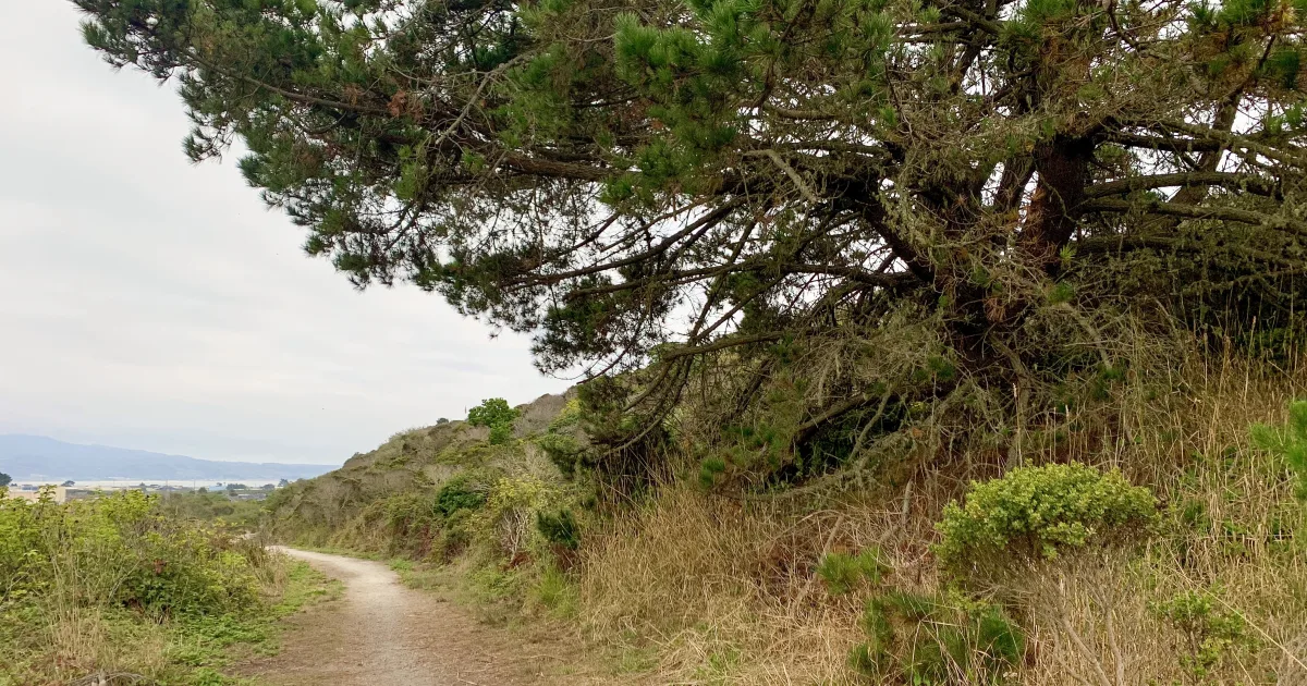 Ano Nuevo Point Trail