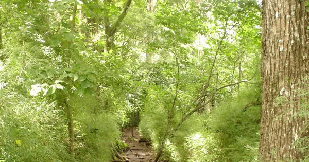 Rincon Trail