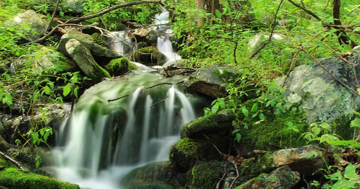 Blue Spring Run Trail