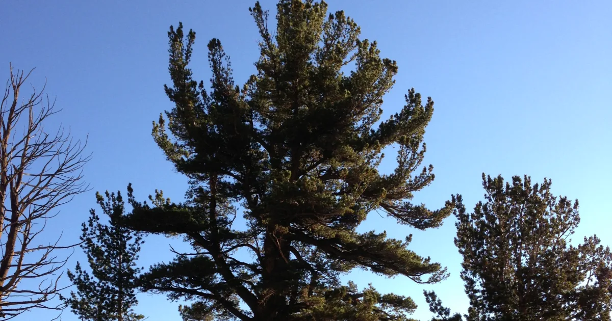 Pine Island Trail
