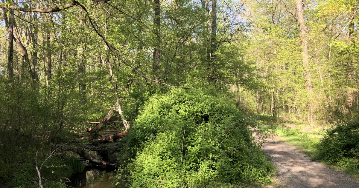 Rocky Run Trail