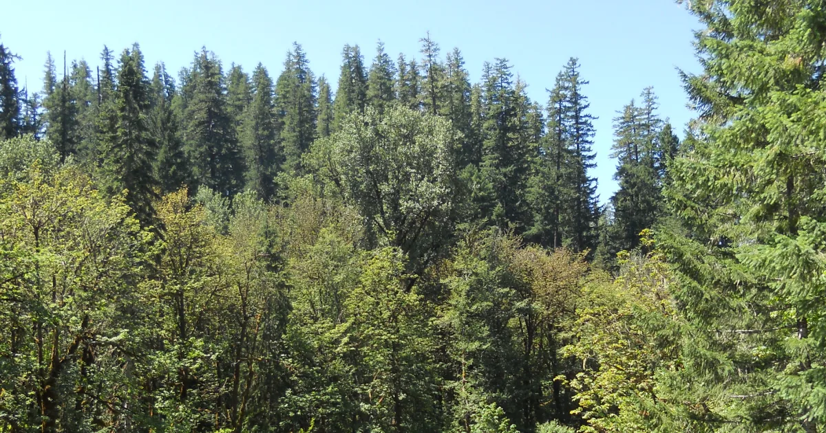 North Fork Trail