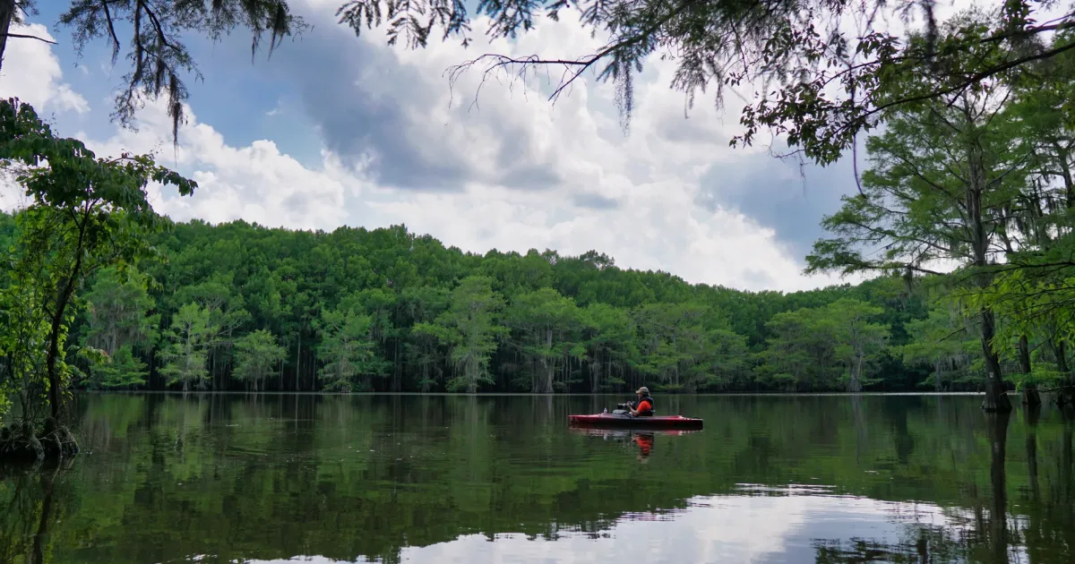 Caddo Lake Swamp Trail