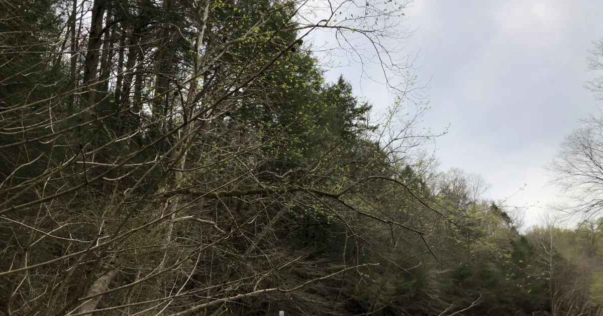 South Grove Trail