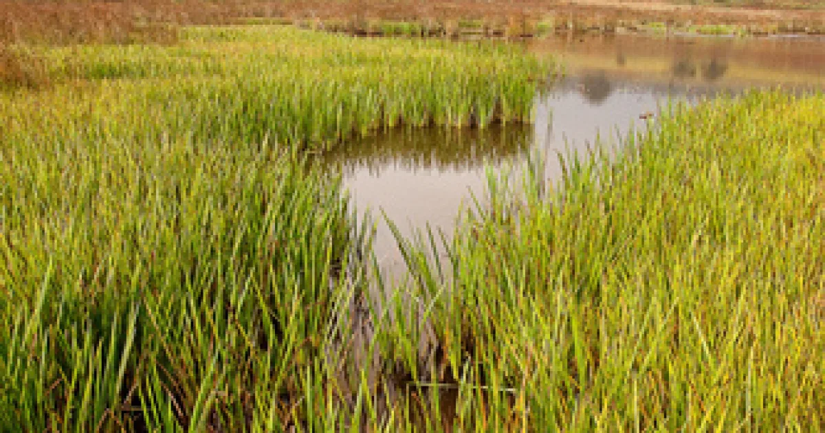Canaan Valley Wetlands Walk