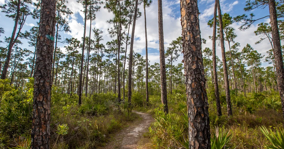 Pinelands Nature Trail