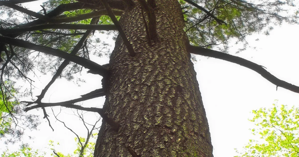 Giant Spruce Trail