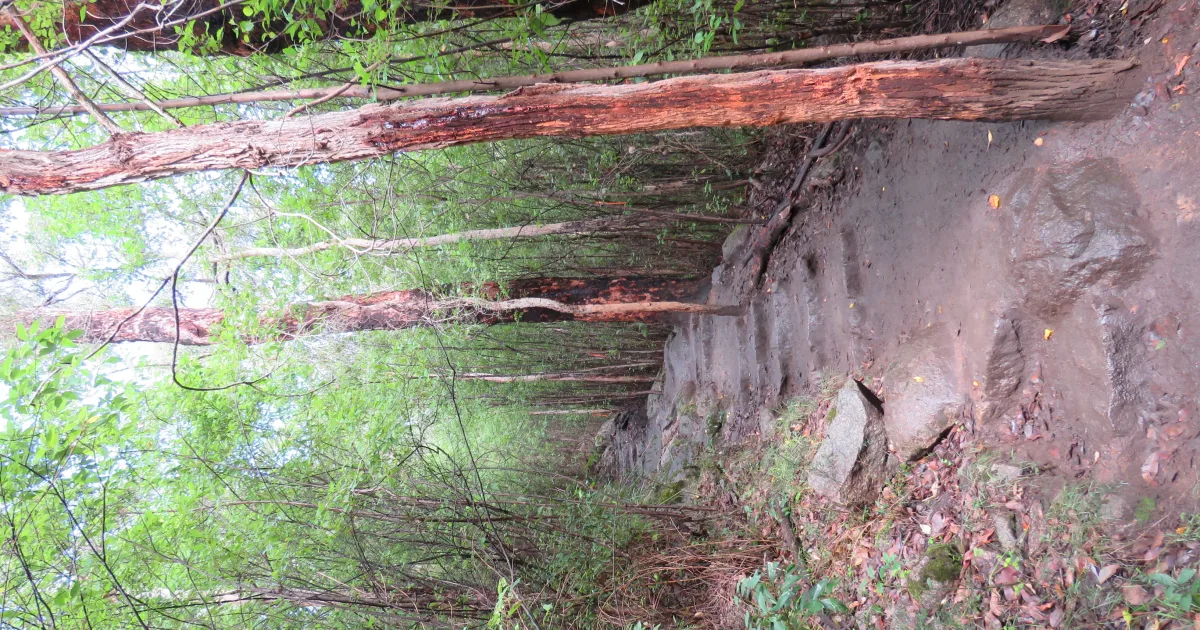 Castle Rock Trail