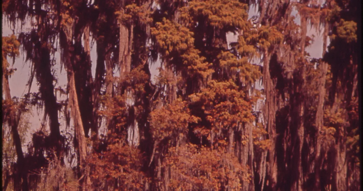Cypress Bayou Walk