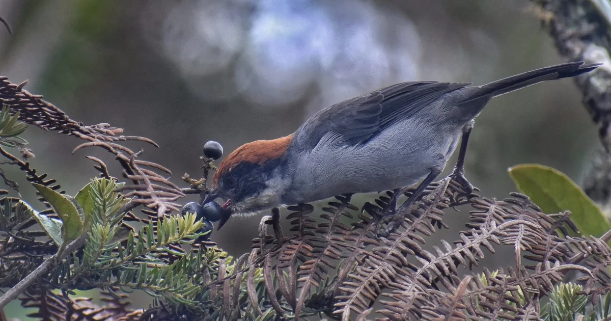 Birding Loop Trail
