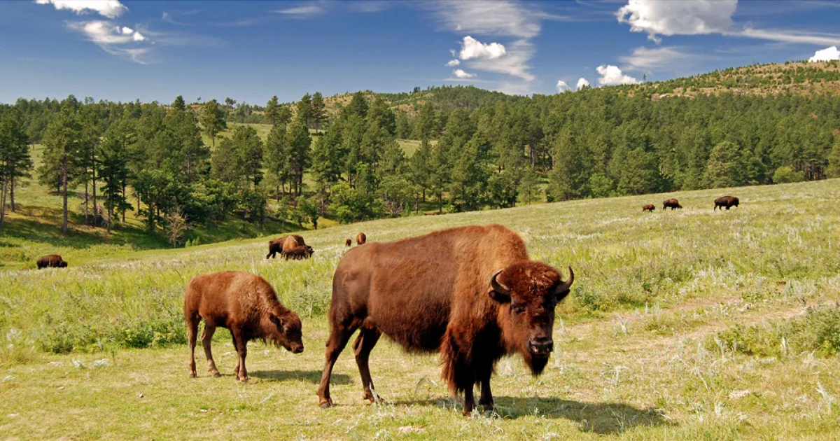 Black Hills Playgrounds Trail