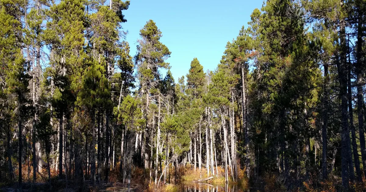 Brandywine Falls Trail