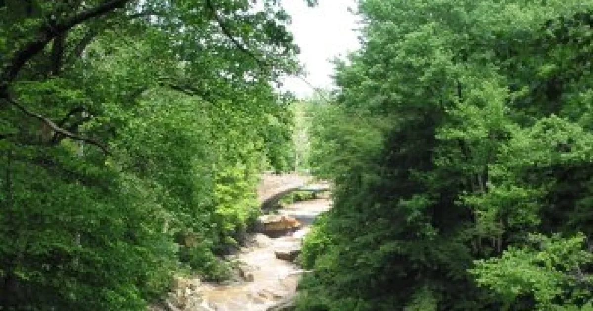 Pine Lane Trail