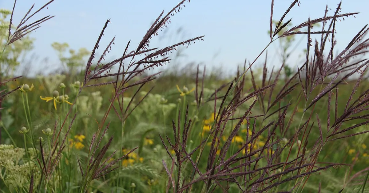 Tall Grass Prairie Trail