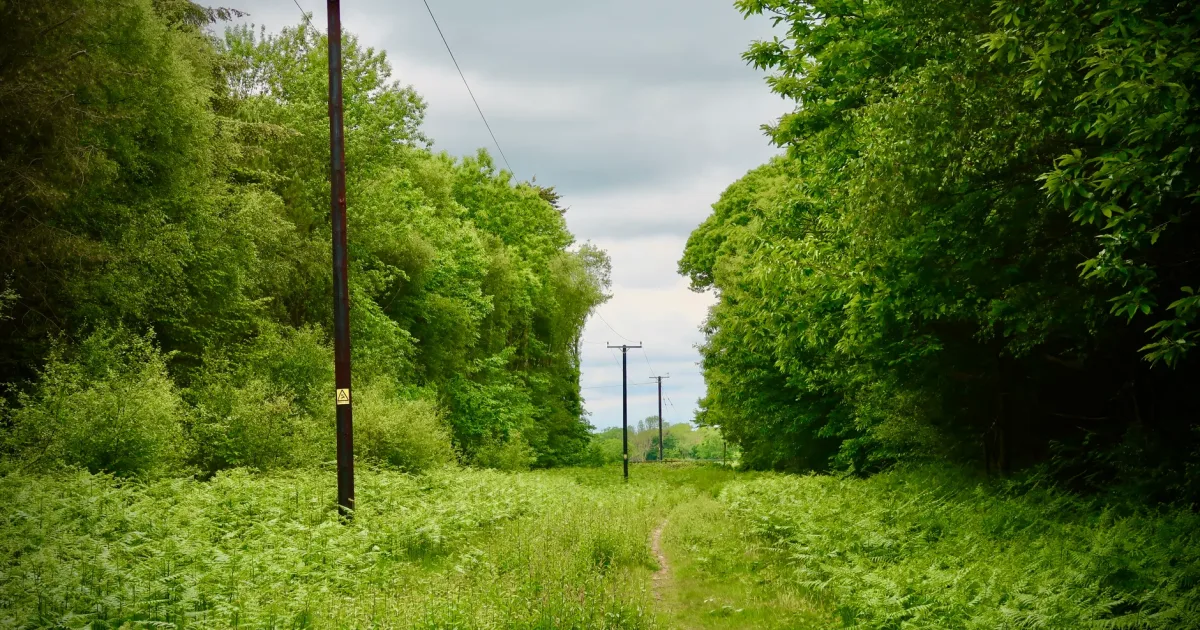 Sauropod Trackway Trail