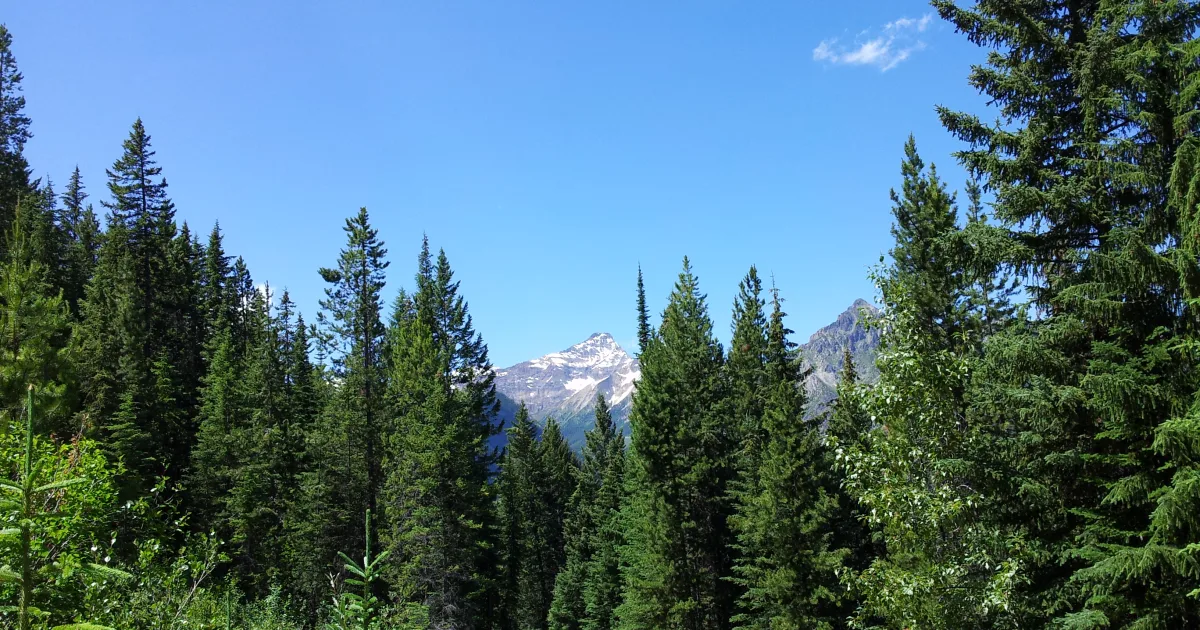 Cox Mountain Trail