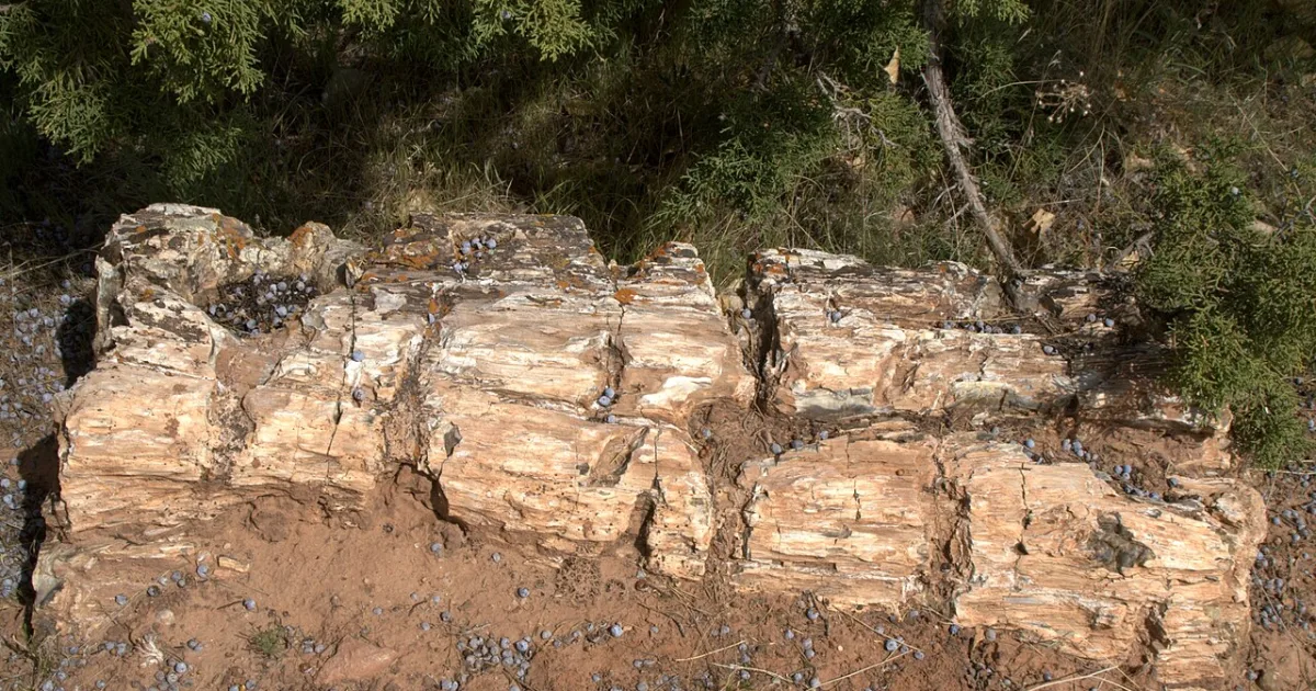Petrified Wood Trail