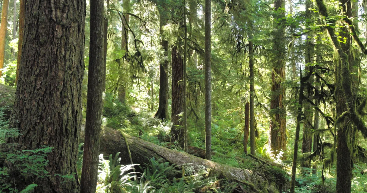 Three Lakes Trail