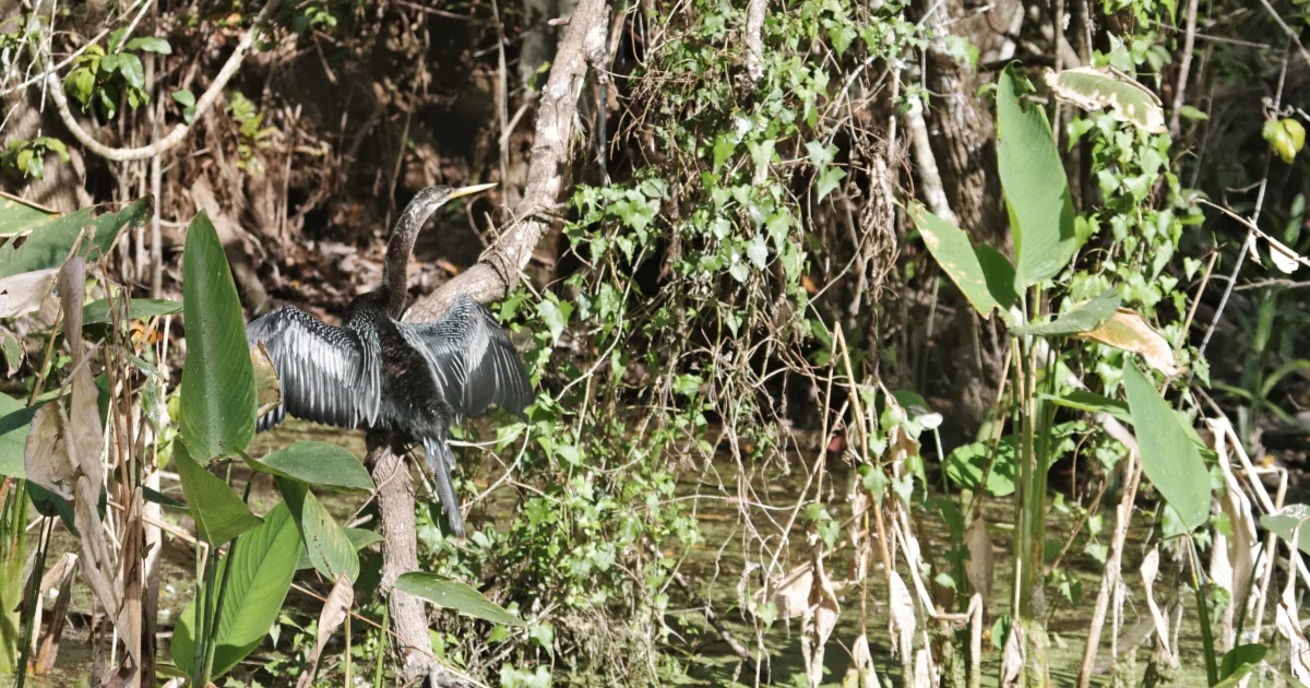 Big Cypress Bend Boardwalk