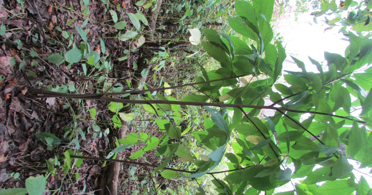 Paw Paw Trail