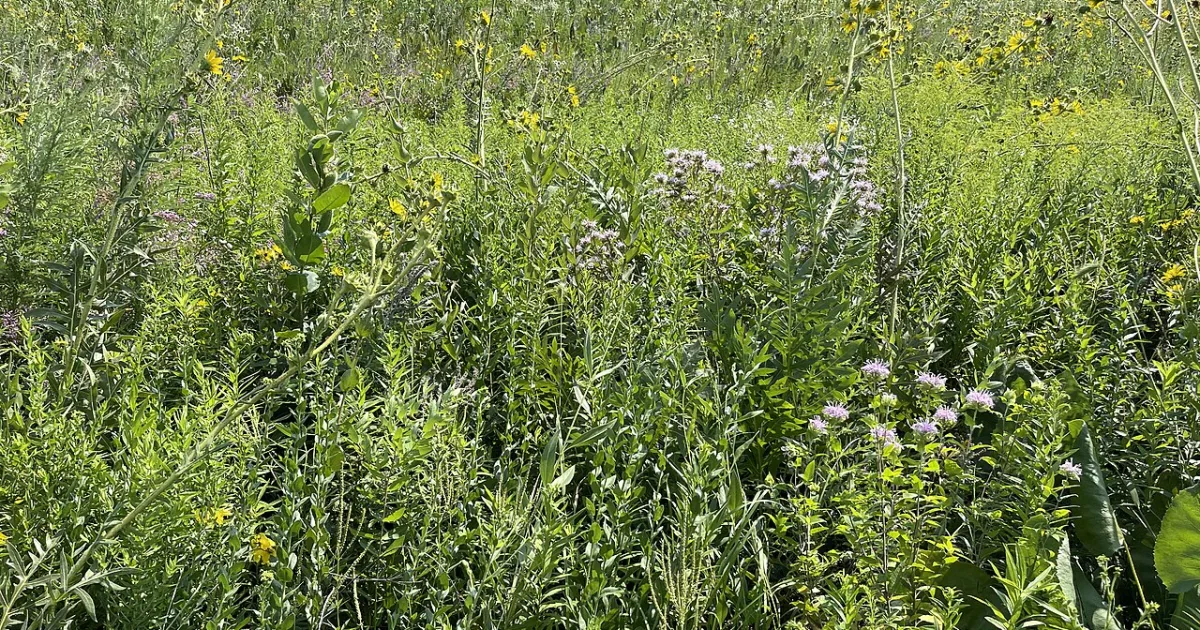 Prairie Loop