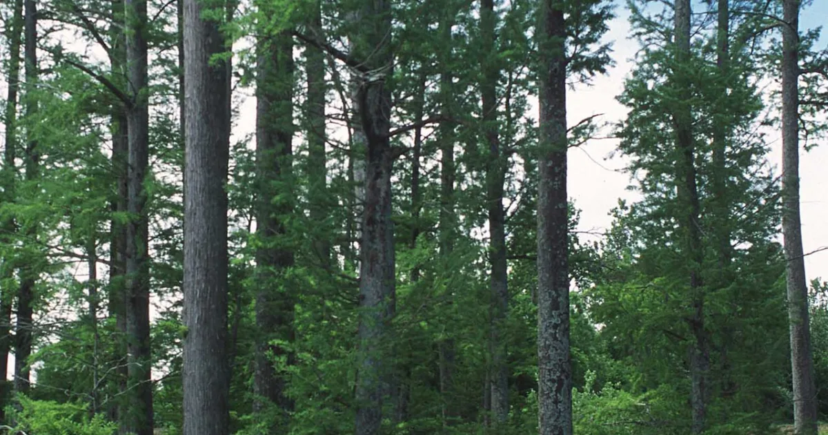 Bald Cypress Trail