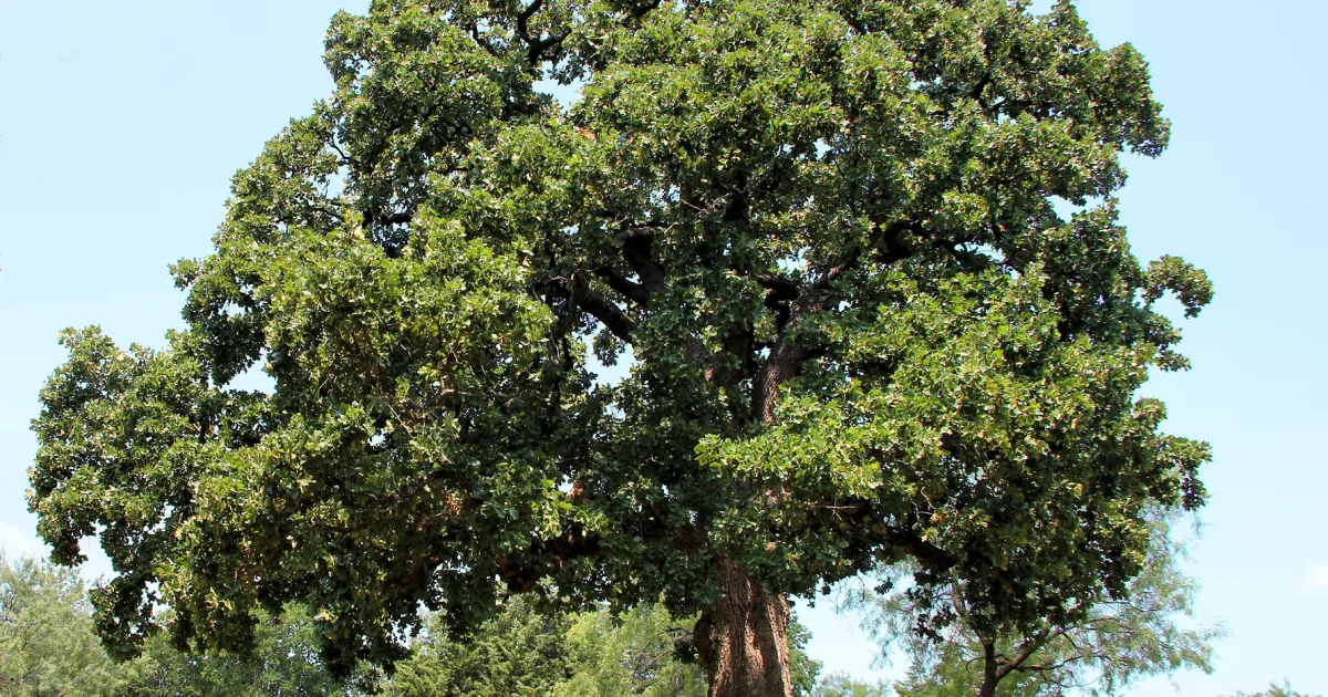 Post Oak Trail