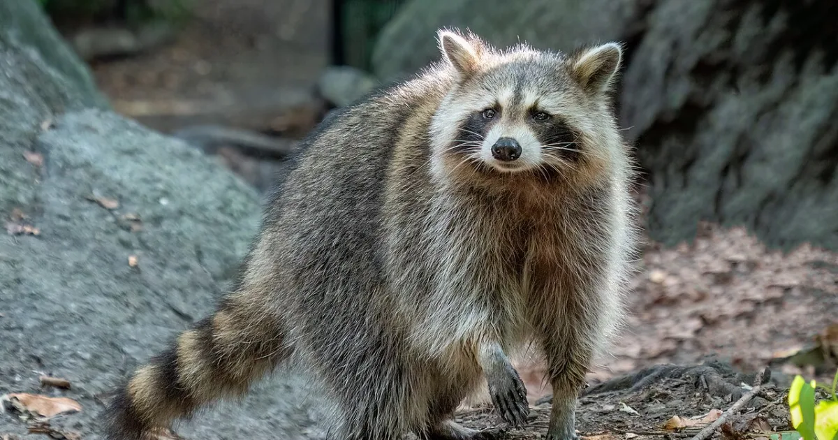 Raccoon Trail