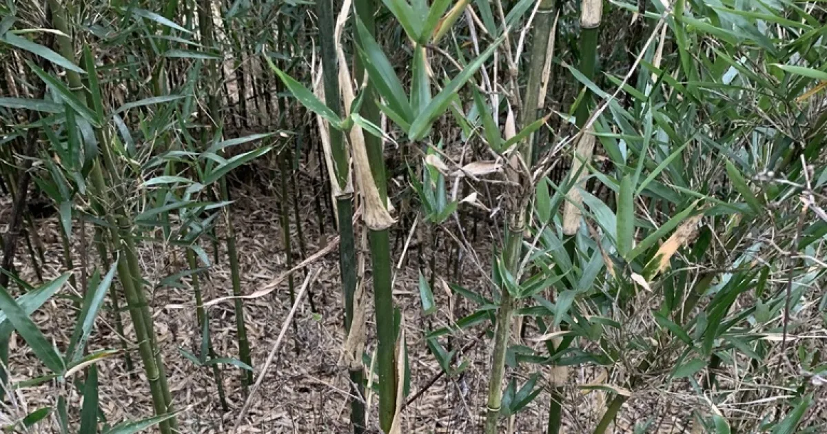 Canebrake Trail